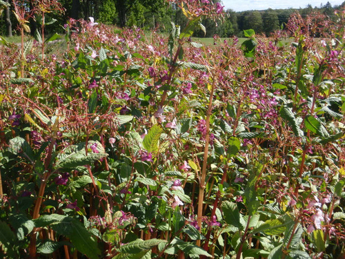 Close up of Fire Weed near the end of its flowering.